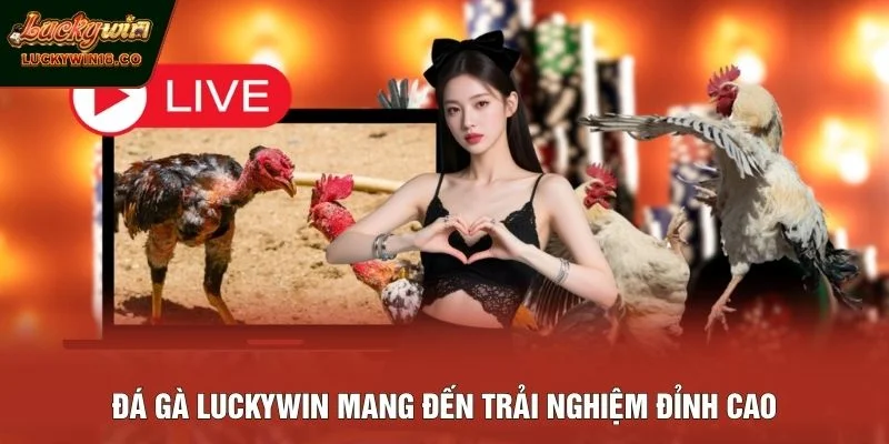 Đá gà LUCKYWIN mang đến trải nghiệm đỉnh cao