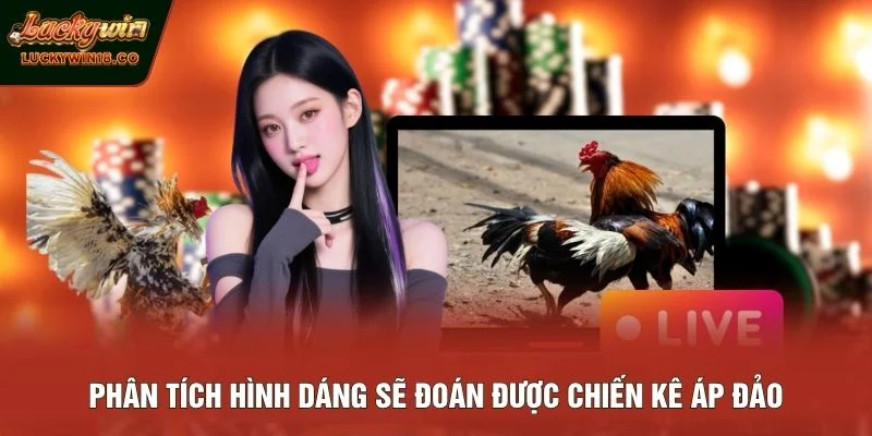 Phân tích hình dáng sẽ đoán được chiến kê áp đảo